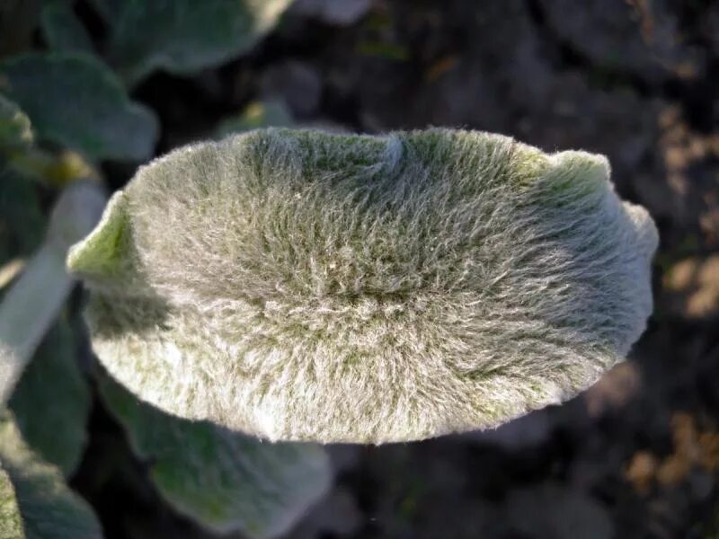 Стахис серебристый (чистец). Стахис шерстистый чистец византийский. Цветок с мохнатыми листьями. Ива мохнатая (ланата). Чистец стахис.