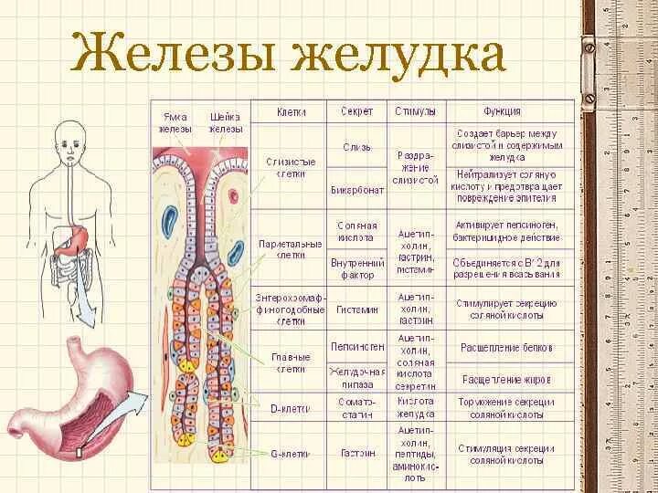 Главные клетки желудка вырабатывают. Строение и функции желёз желудка. Клетки железы желудка и их функции. Железы желудка типы клеток функции. Анатомия желудка железы, клетки.