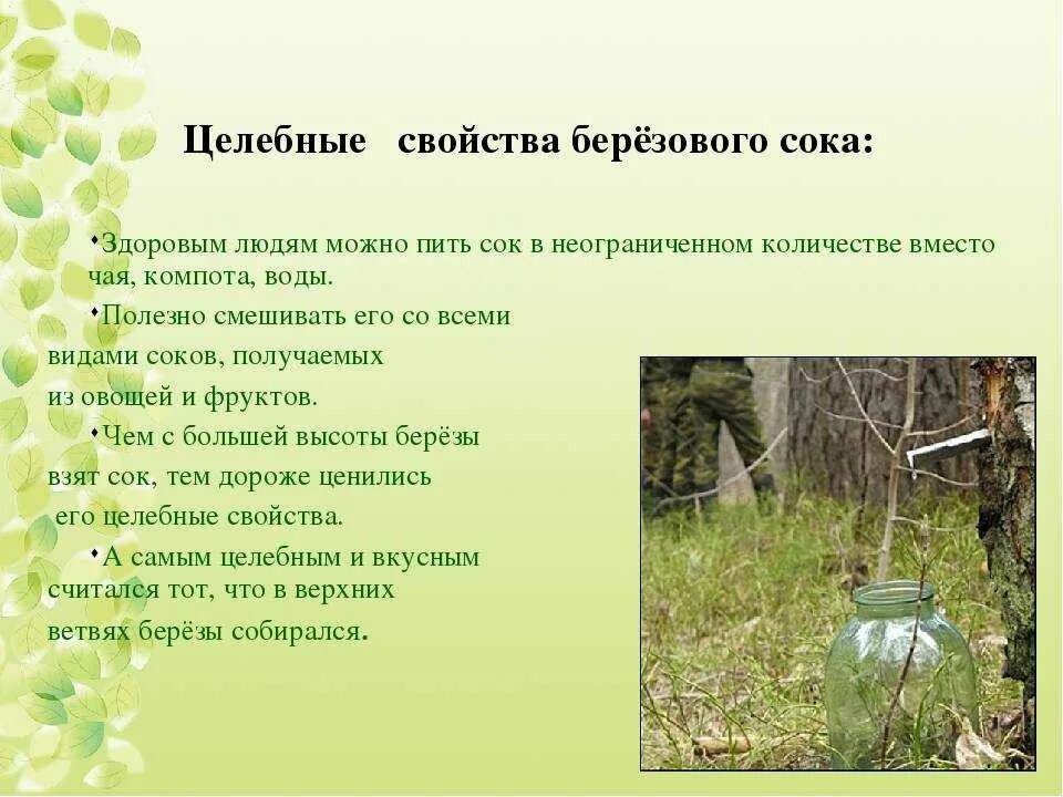 Можно пить березовый. Польза березового сока. чем полезен березовый сок. для чего полезен березовый сок. березовый сок полезен.