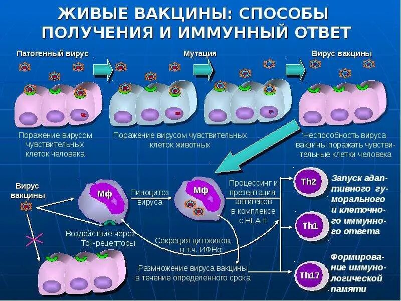 Иммунный ответ на живые вакцины. Схема действия вакцины. Механизм действия живой вакцины. Иммунный ответ на прививку.