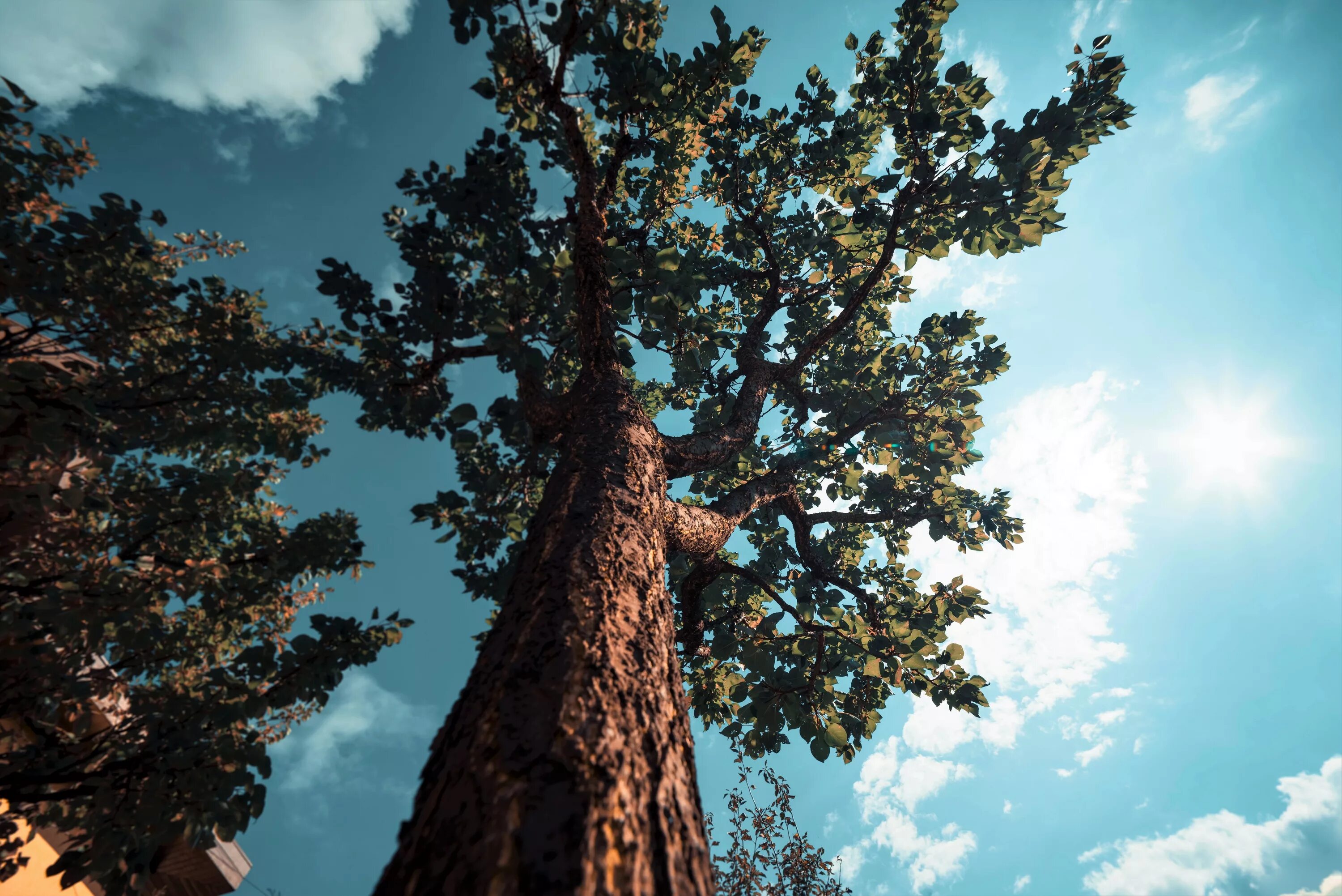 Tree 18