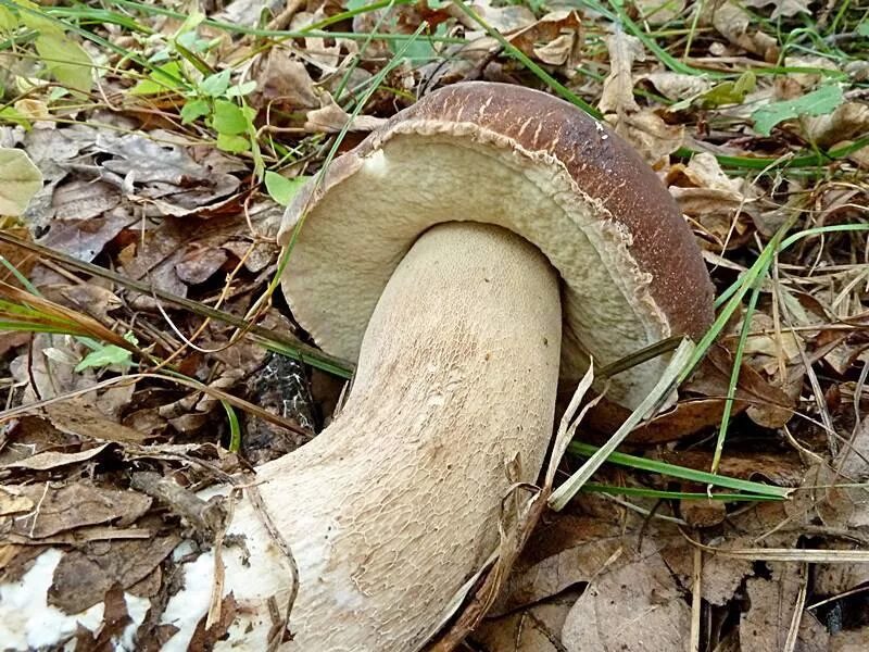 Гриб снизу. Боровик гриб шляпка снизу. Боровик трубчатый. Boletus reticulatus. Боровик пороспоровый.