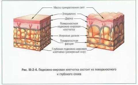 Подкожная жировая клетчатка это ткань