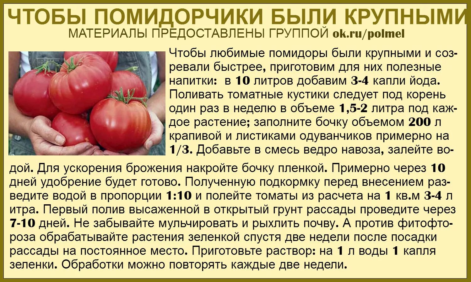 Можно ли в год помидоры. Таблица подкормки томатов. Советы садоводам и огородникам. Советы про томаты. Советы для огородников.