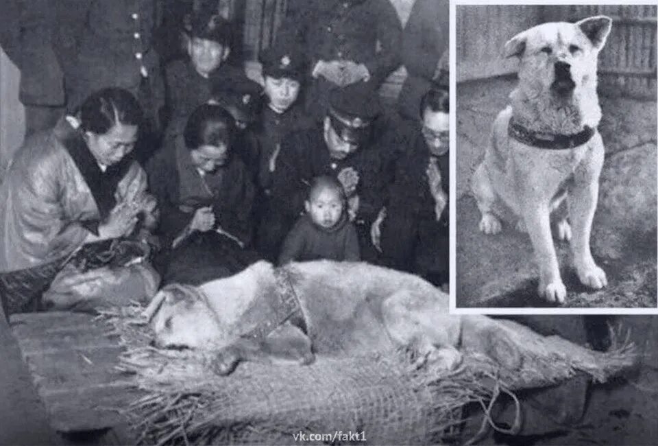 Где собака умерла. Хатико профессор Хидэсабуро Уэно. Хатико 1934. Уэно хозяин Хатико.