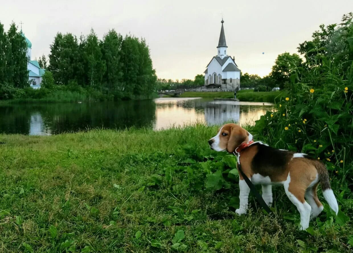 Собак спб отзывы. Пулковский парк. Собаки Петербурга. Собачий парк СПБ. Санкт Петербург парк для собак.