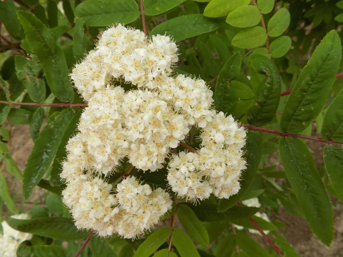 Рябина цветет. Рябина обыкновенная цветение. Sorbus aucuparia цветет. Sorbus vilmorinii. Рябина Sorbus aucuparia Цветущая.