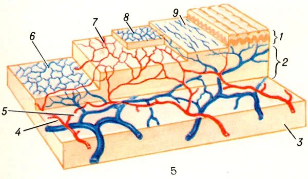 Дерма гиподерма кровеносные сосуды кожи. Лимфатическая система кожи дерма. Кровеносные и лимфатические сосуды кожи. Схема кровоснабжения кожи.