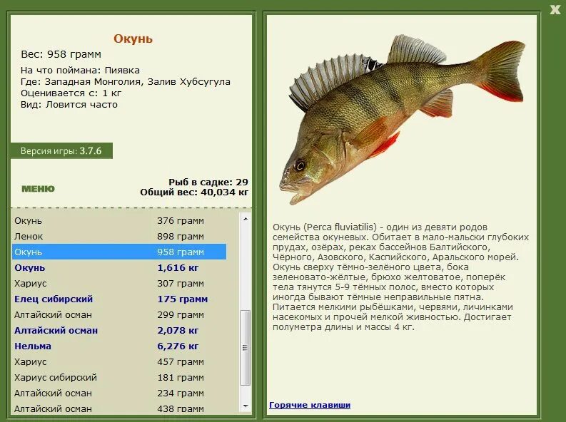 Максимальный вес ели. Окунь рыба вес 1кг. Окунь вес 1 кг. Максимальный размер речного окуня. Окунь Речной вес.