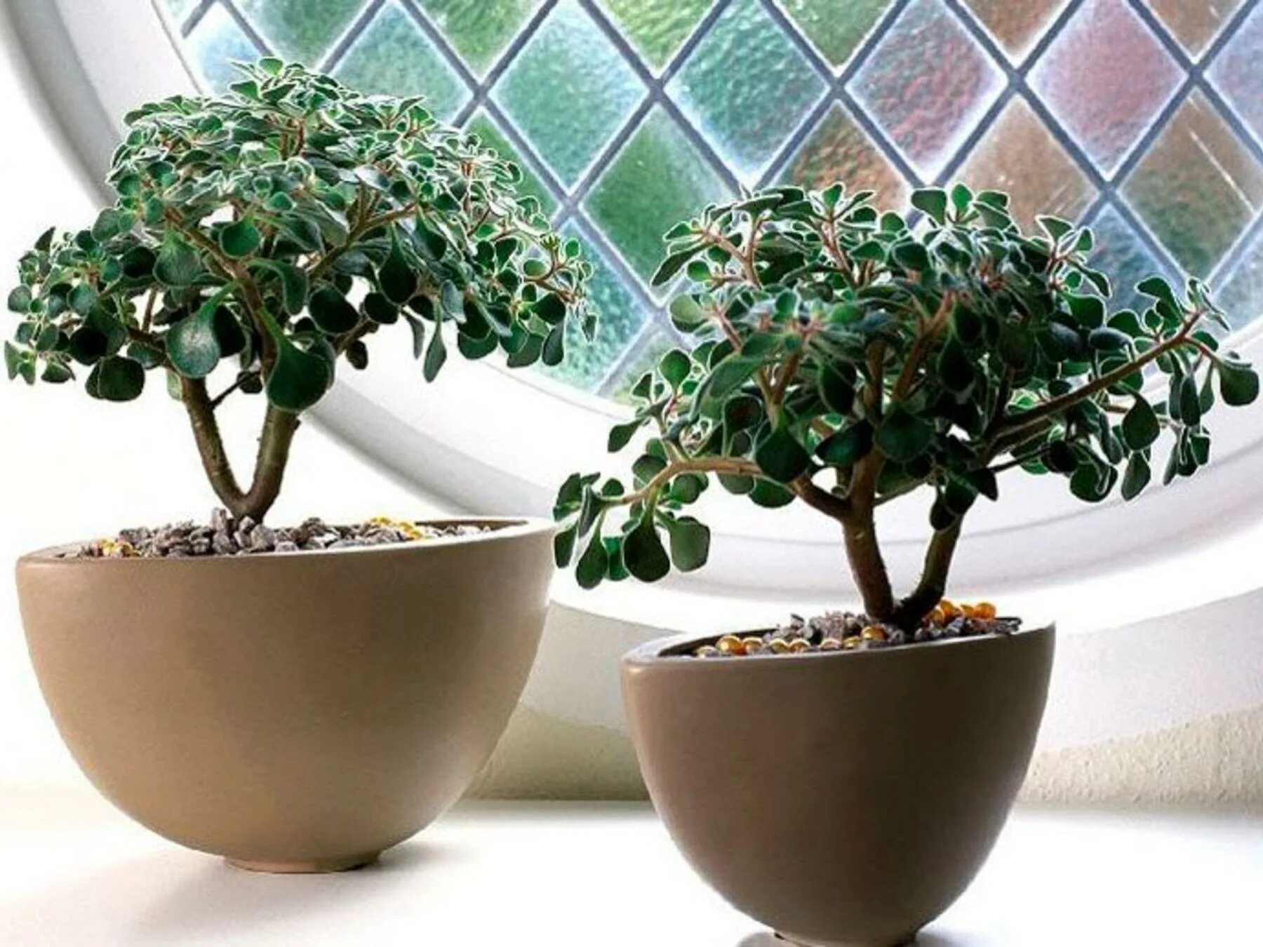 аихризон суккулент. аихризон. комнатные растения любви. аихризон бонсай. цветок дерево любви аихризон.