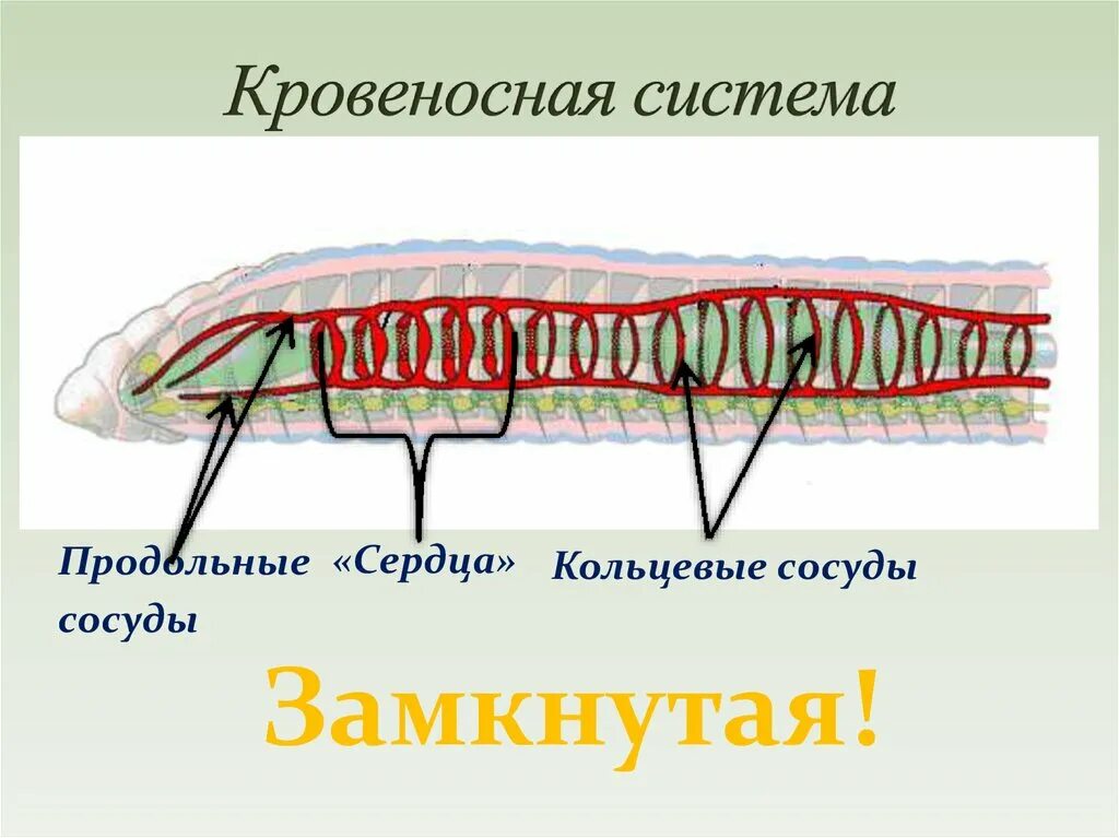 Тип кровеносной системы у большинства червей. Кровеносная система кольчатых червей. кольчатые черви кровеносная система. кровеносная система нереиды. кровеносная система плоских червей.