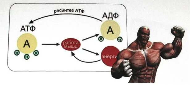 Энергообеспечение мышц. Энергетика мышцы. Энергетики мышечного сокращения. АТФ В мышцах.