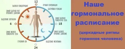 Организм человека утром