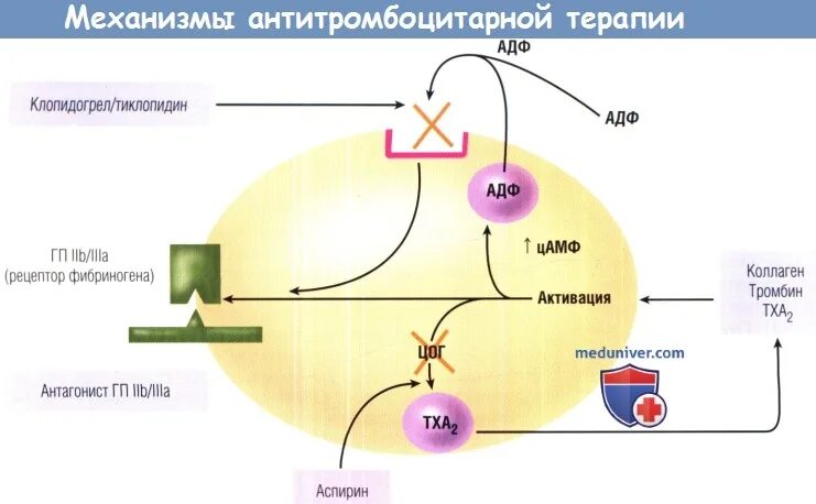 Аспирин механизм действия. Ацетилсалициловая кислота механизм действия. Аспирин при нестабильной стенокардии. Блокатор р2y12 рецепторов. Механизм действия аспирина