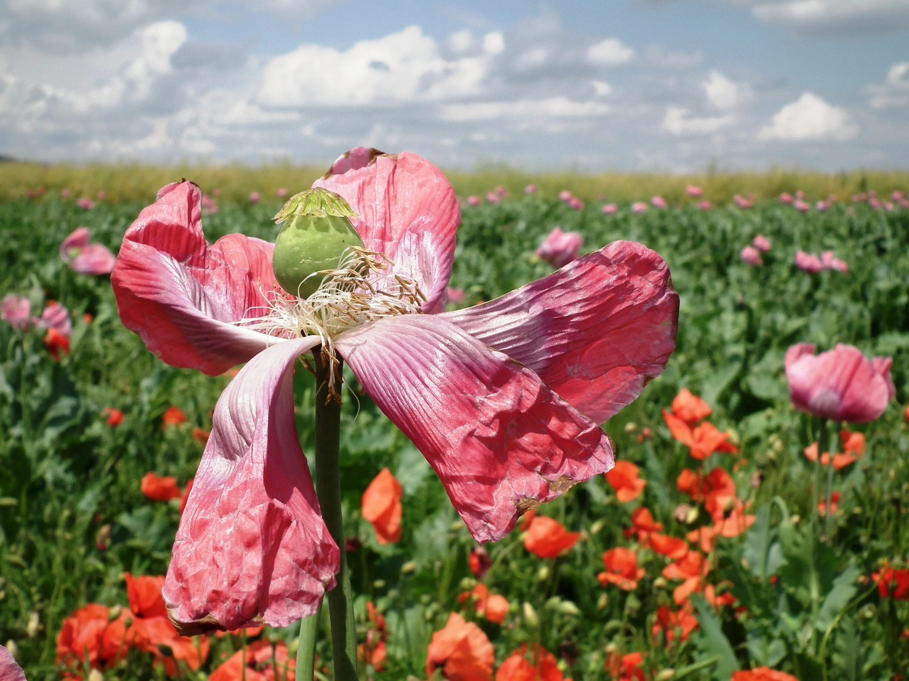 Мак Papaver розовый. Мак сомнительный маковые. Мак с розовыми лепестками. Бутон мака. Розовый мак 2