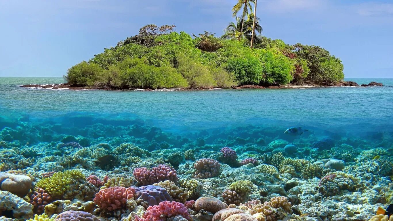 Coral island на русском. Атолл коралловый остров. Атолл Альдабра Сейшельские острова. Коралловые рифы Атоллы. Мальдивы Лагуна риф.