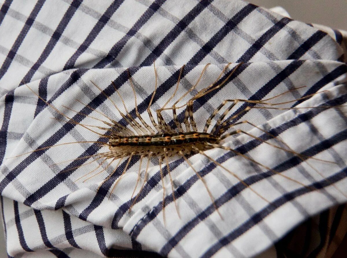 Скутигера. Скутигера-мухоловка. scutigera coleoptrata. мухоловка scutigera coleoptrata linnaeus. скутигера крымская.