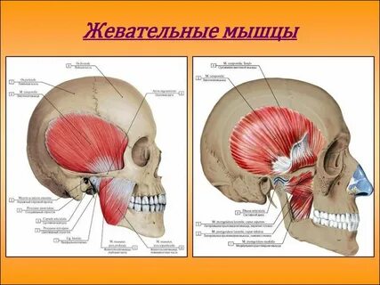 Назовите жевательные мышцы