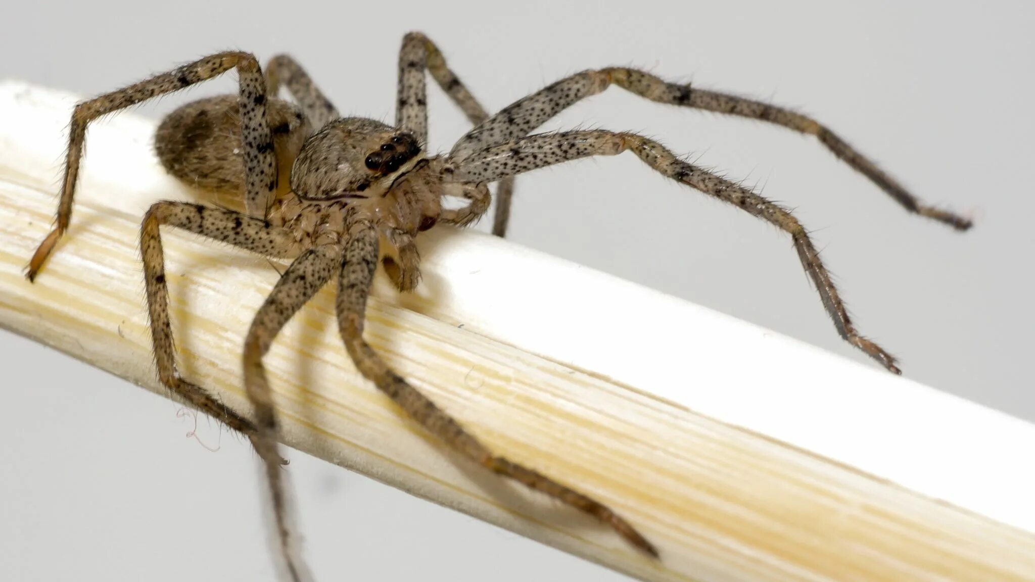 Коричневый паук отшельник. Локсосцелес паук. Laba-laba паук. Brown Recluse Spider паук.