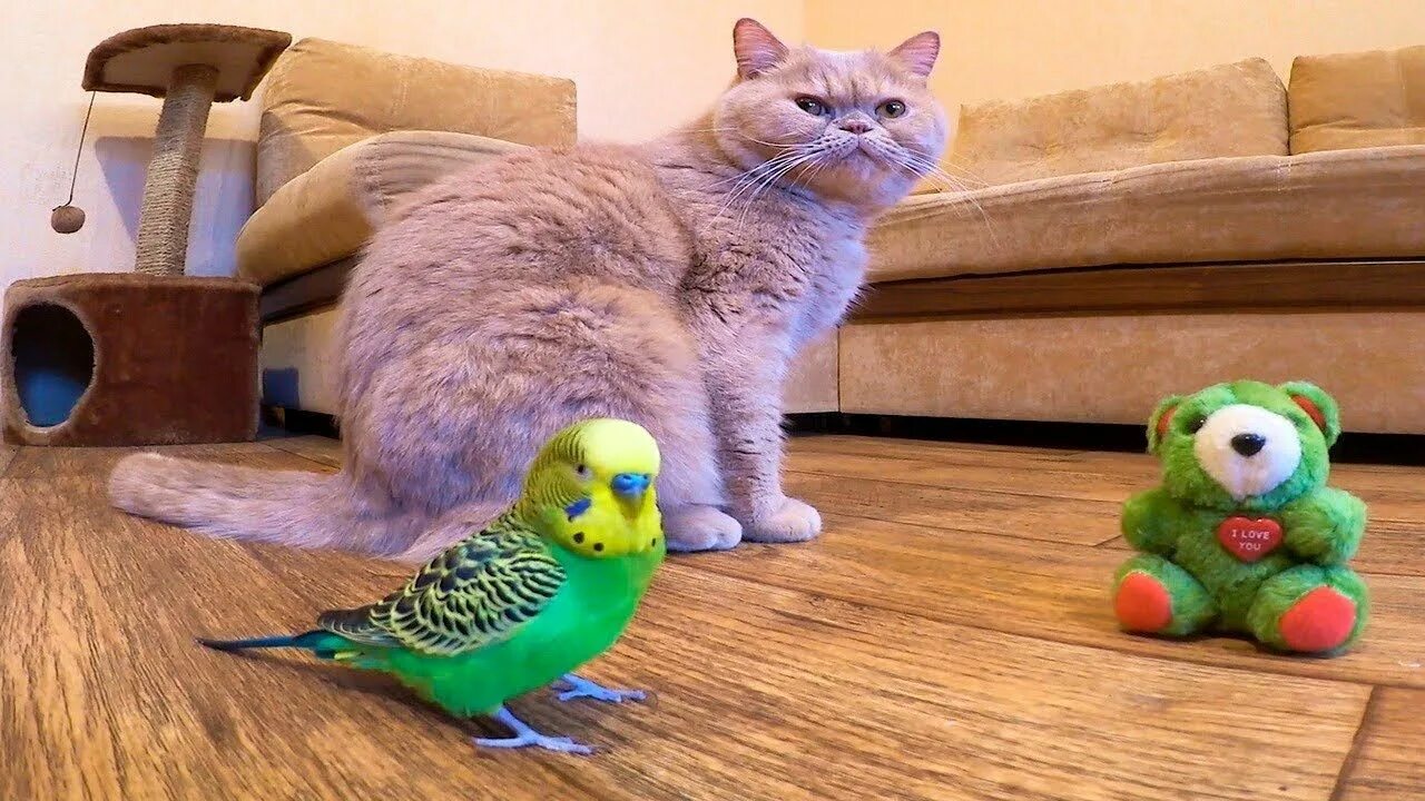 Кот и попугай. Кот с попугаем. Вислоухий попугай. Попугай и кошка смешное. Говорящий кот попугай