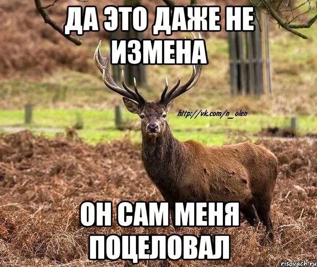 Олень Мем. Наивный олень. Олень измена. Мемы с оленем.