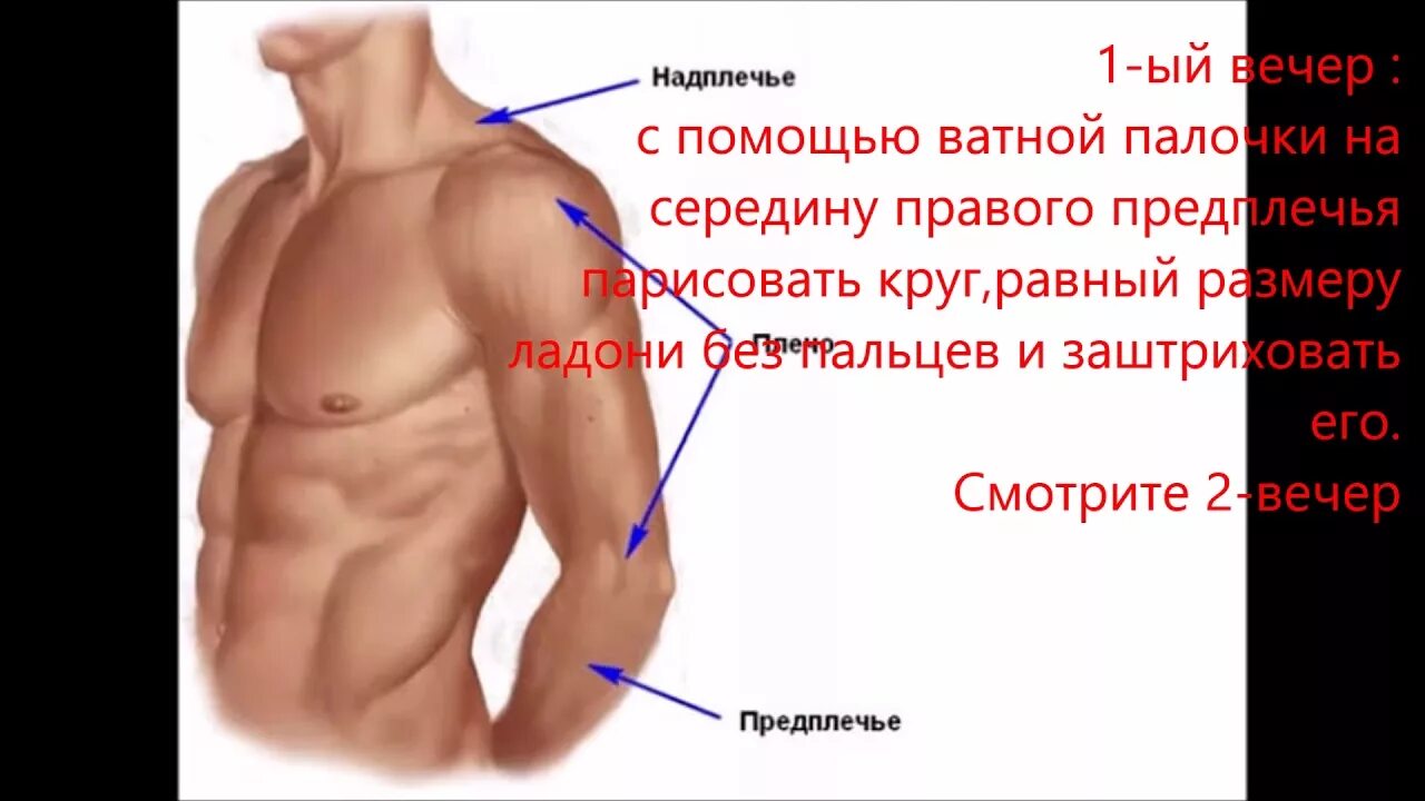 Надплечье. Плечо и предплечье. Части тела человека плечо. Предплечье это где у человека. Части тела плечо предплечье.