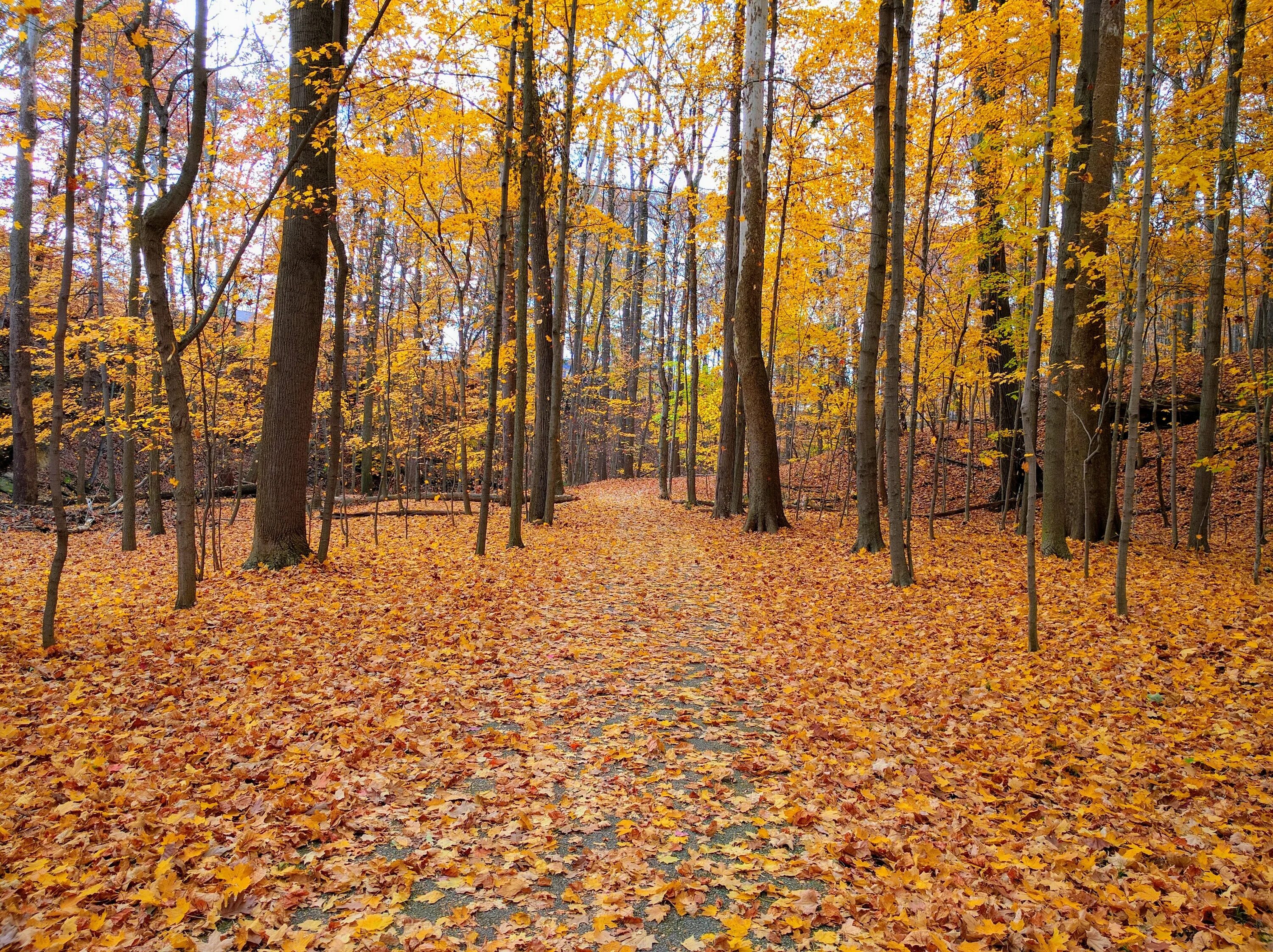 Fall something. Лес без листьев. Лес листья Амазон. ШКВ падшая листва. Leaves Fall with Snow.