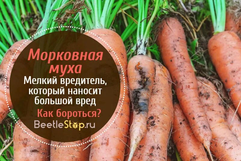 Морковная листоблошка личинка. Луковая и морковная муха методы борьбы. Листоблошка на моркови. Луковая муха морковная муха. Луковая муха морковная муха.