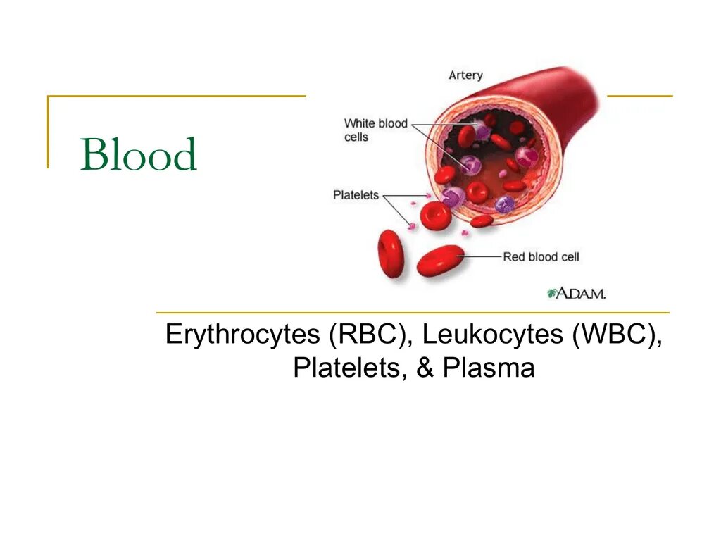 WBC Blood. Blood Cell ppt. Red Blood Cells and Platelets. Leukocytes in Blood.
