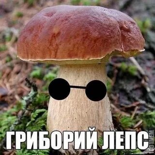 Хитрые грибочки