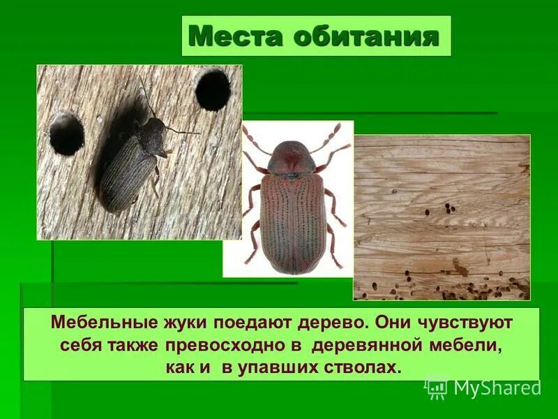 Насекомые пруда жук плавунец. Жук носорог дупляк. Жужелица красотел. Жук плавунец. Где живут жуки.