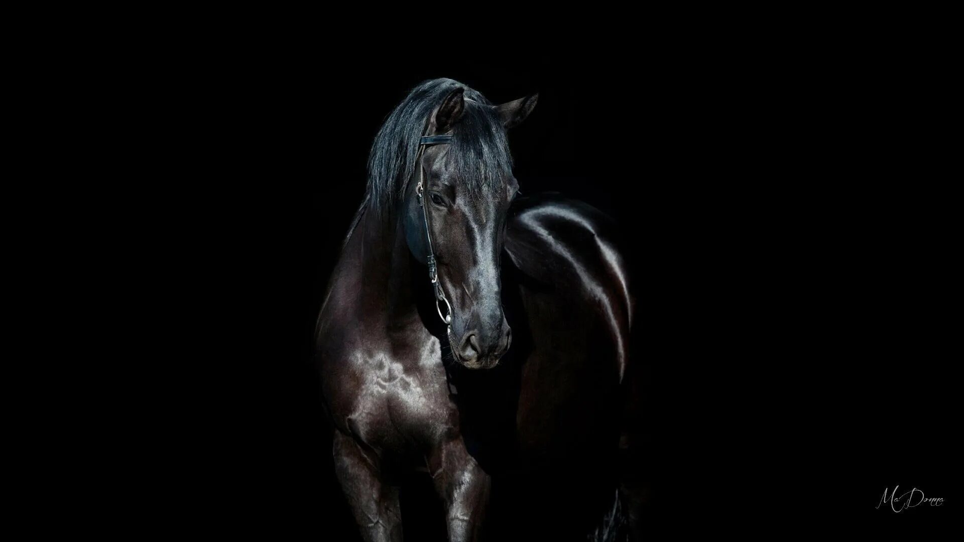 Лошадь на черном фоне. Лошадь на темном фоне. Лошадь черный. Черная лошадь на черном фоне.