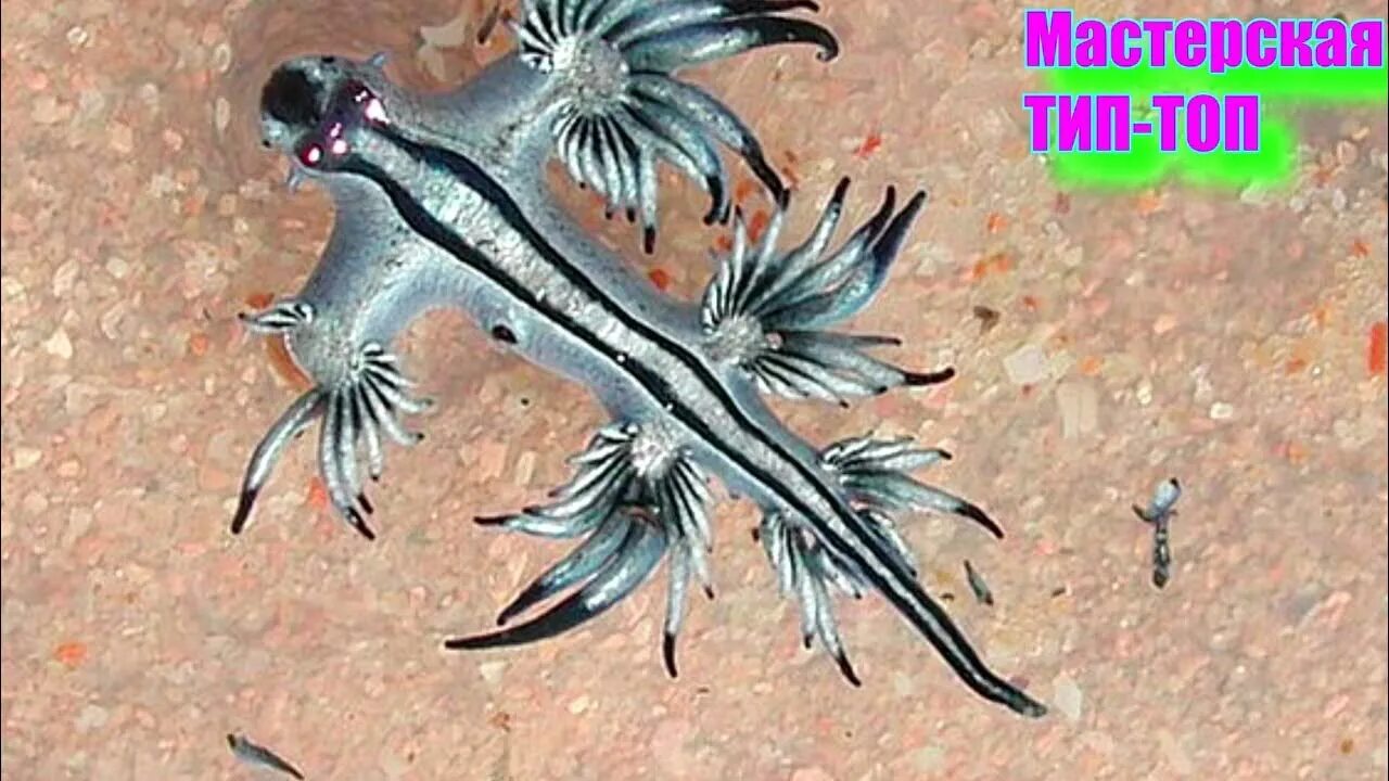Glaucus atlanticus голубой дракон. Морской слизняк голубой дракон. Голожаберный моллюск голубой дракон. 7 главк. 7 главк.