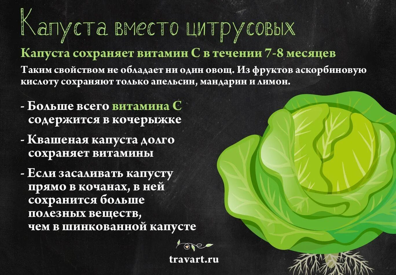 Какие вещества содержатся в капусте. Витамины в капусте. капуста кочанная витамины. витамины в капусте белокочанной. витамины содержащиеся в белокочанной капусте.