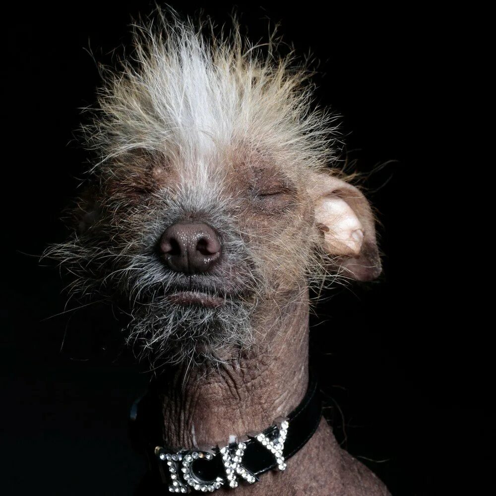 очень странная собака