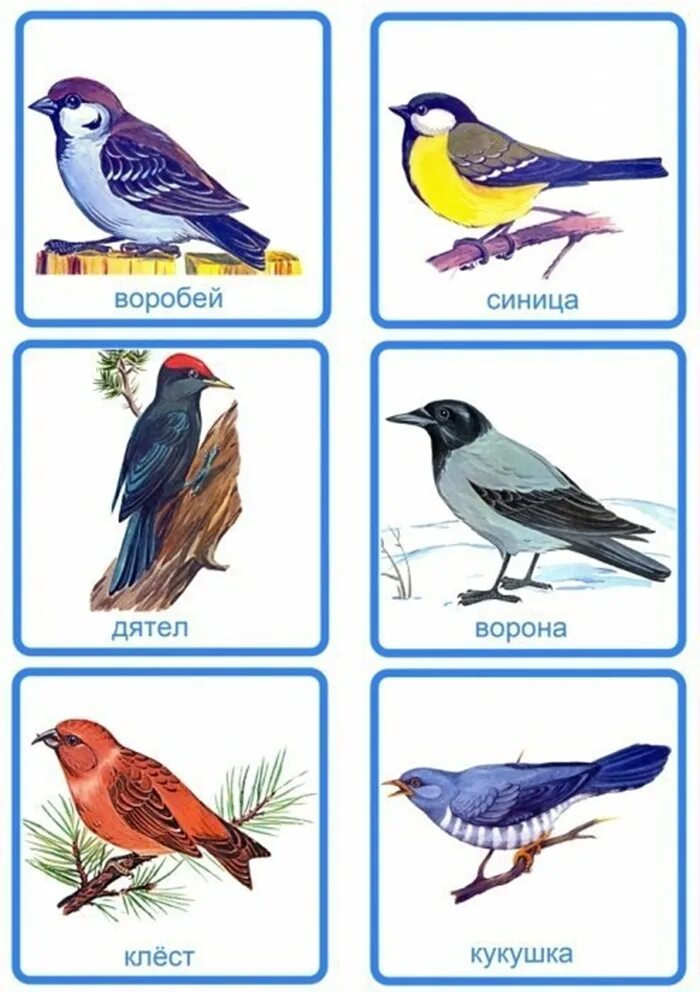 Карточки зимующие птицы птицы. Карточки зимующие птицы для дошкольников. Зимующие птицы карточки для детей в детском саду. Перелетные птицы птицы карточки. Перелетные птицы картинки для детей распечатать