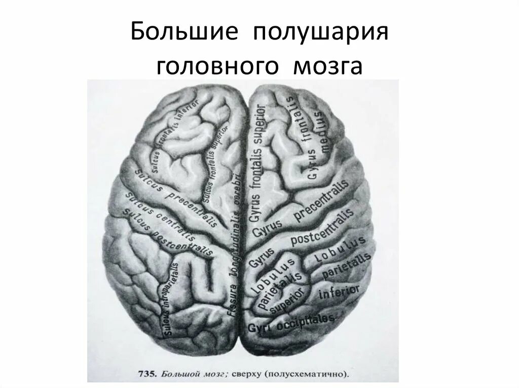 Строение полушарий головного мозга. Большие полушария. Полушария большого мозга. Полушарии головного мозга с названиями. Малые полушария