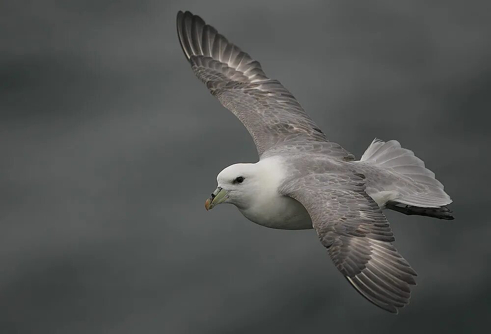 Птица глупыш. Атлантический глупыш. Буревестник глупыш. Fulmarus glacialis. Глупыш Буревестниковые.