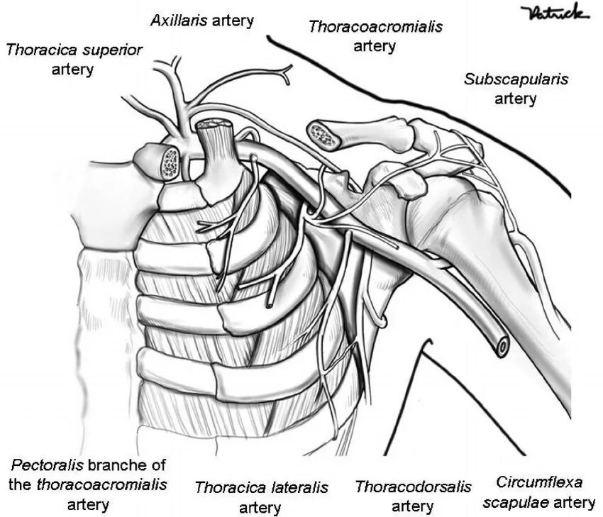 A circumflexa scapulae