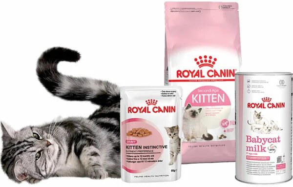 Лучший корм роял канин для кошек. Royal Canin Babycat 34. Роял Канин для кошек Индор паштет. Вся линейка паучи Роял Канин для кошек. Уринари Кеа Роял Канин для кошек.