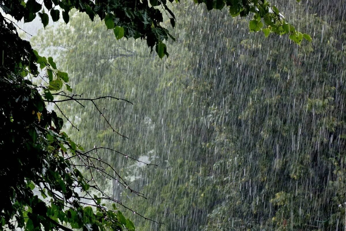 Ливень. Сильный дождь. Струи дождя. Дождливая природа. В каком районе дождь
