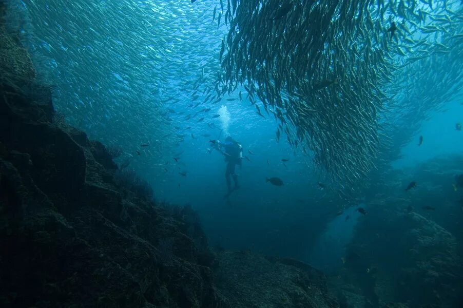 Жизнь в глубине моря. Морские глубины. Море глубина. Самое дно океана.