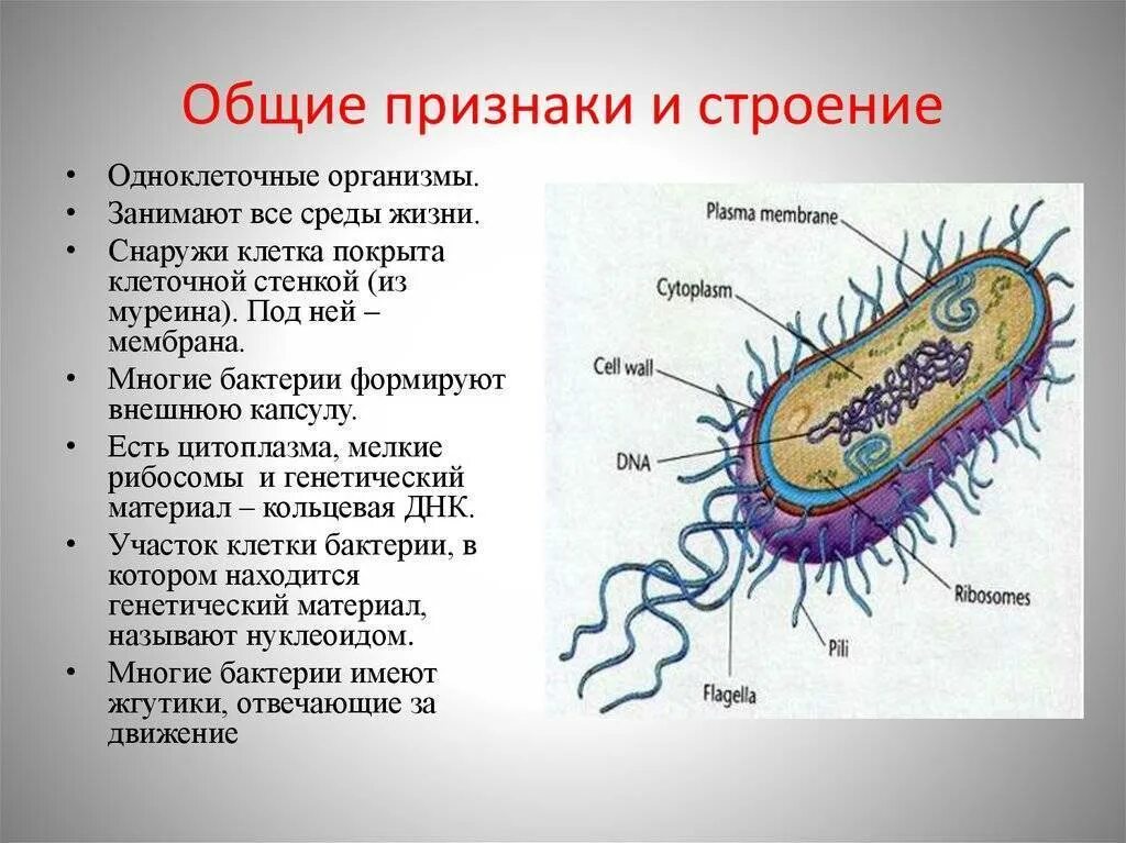 Характеристика бактерий строение