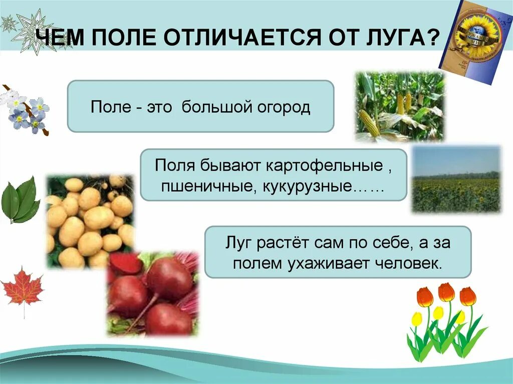 Поле и его обитатели 2 класс. Поле и его обитатели. Доклад поле и его обитатели. Поле и его обитатели 3 класс. Поле и его обитатели презентация.