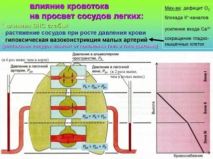Влияние на сосуды