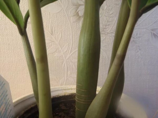 росток замиокулькаса. антракноз замиокулькас. замиокулькас болезни темные пятна на стебле. замиокулькас паразиты. замиокулькас пожухли листья.