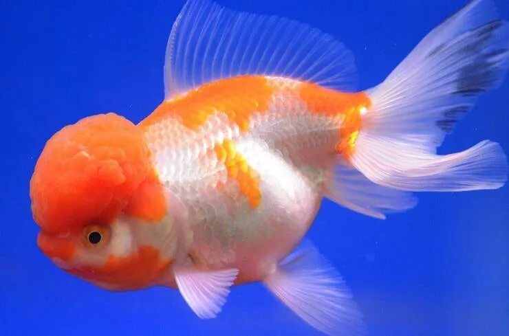 Золотая рыбка 2 5. Золотая рыбка львиноголовка. Львиноголовка вуалехвост. Золотая рыбка ранчу вуалехвост. Львиноголовка рыбка аквариумная.