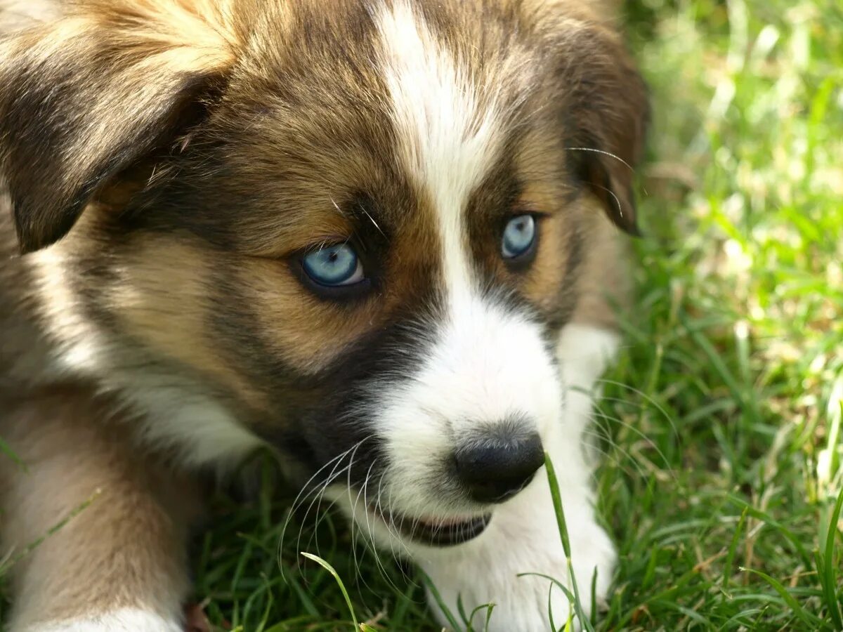 Красивые собаки. Голубоглазые собаки. Самые красивые собаки. Глаза голубой собаки.
