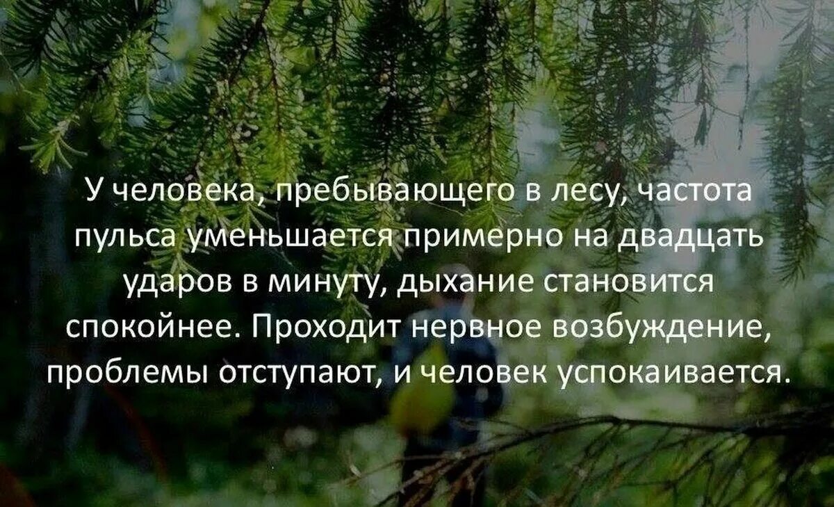 Воздух в лесу пахнет