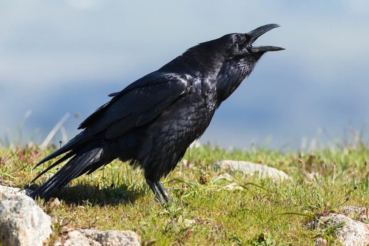 Виды темных птиц. Курильский ворон. Обыкновенный ворон птица. Corvus Corax птица. Корвус ворон.